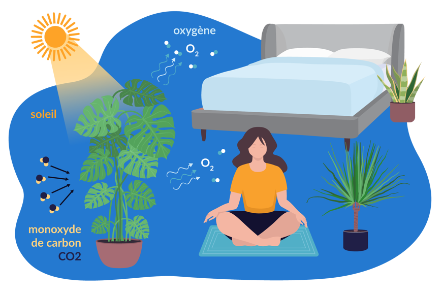 bienfaits plantes chambre